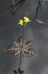 Floating bladderwort